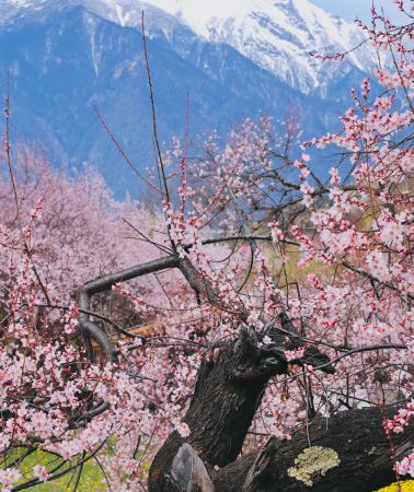 13天12晚 • 「可代訂機票、火車票」「直飛林芝」桃花節：拉薩＋林芝＋波密＋日喀則＋布達拉宮＋桃花溝＋然烏湖＋魯朗＋羊卓雍錯＋珠峰大本營