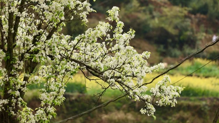 4-day 3-night · Private Tour · JiangxiVagoo Scenic Area + Mount Sanqing + Jingdezhen + Wuyuan Huangling