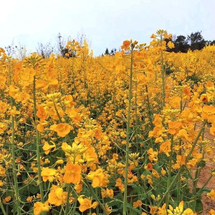 莆田+湄洲岛4日3晚私家团