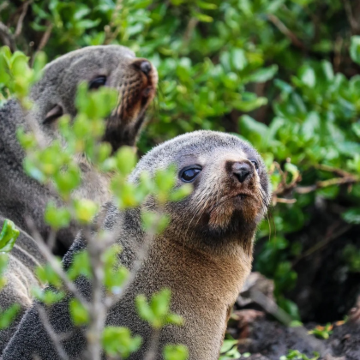 新西兰北岛+南岛11日9晚私家团