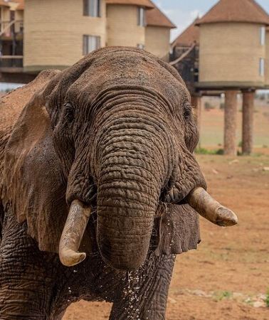 2D1N • Private overnight To Saltlick Safari Lodge From Mombasa Or Diani