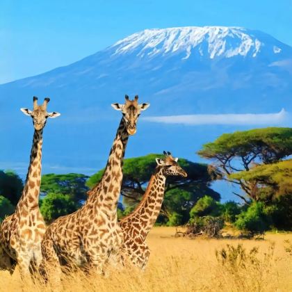 纳米比亚+津巴布韦+赞比亚+博茨瓦纳+埃塞俄比亚+肯尼亚+坦桑尼亚+乌干达+卢旺达+南非31日跟团游