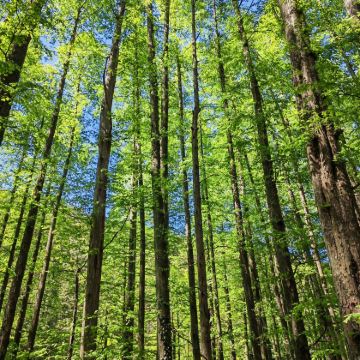 江西南昌+庐山风景名胜区+景德镇+三清山风景区+婺源+望仙谷6日5晚跟团游