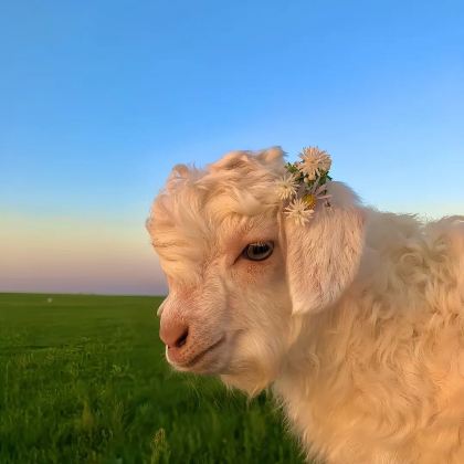 内蒙古希拉穆仁草原+库布齐沙漠2日1晚跟团游