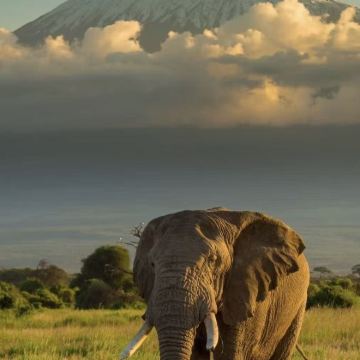 肯尼亚+坦桑尼亚12日11晚私家团