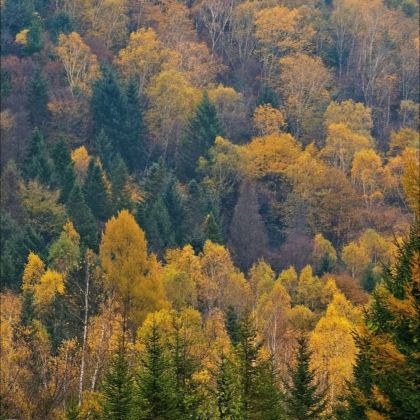伊春+汤旺河林海奇石风景区+五营红松林海景区5日4晚拼小团