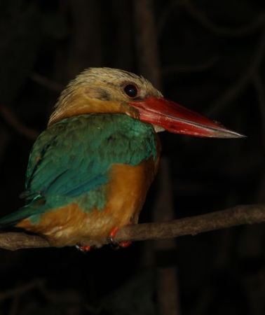 3D2N • 3D2N Tanjung Bulat Jungle Camp (Special Edition)