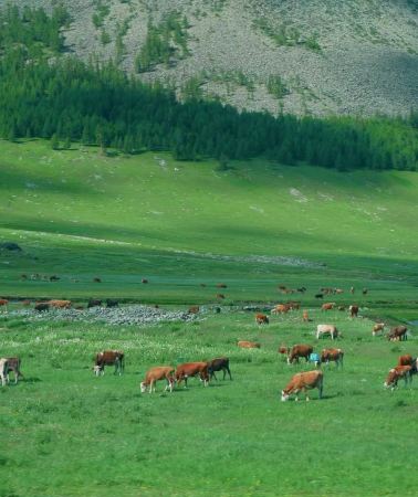 7D6N • Xinjiang + Hemu Scenic Area + Xinjiang Kanas National Geopark + S21 Desert Highway + Wulunguhu Park + Kelameili Desert Park