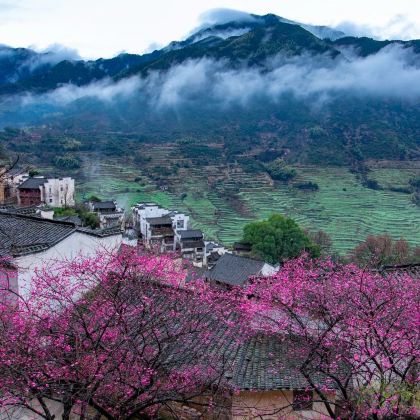 上海+乌镇+杭州+千岛湖+黄山+婺源8日7晚私家团