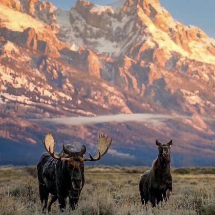 美国盐湖城+黄石国家公园+大蒂顿国家公园+杰克逊4日3晚私家团