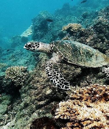 4D3N • 4-Days family tour with visit to Cano island and Corcovado