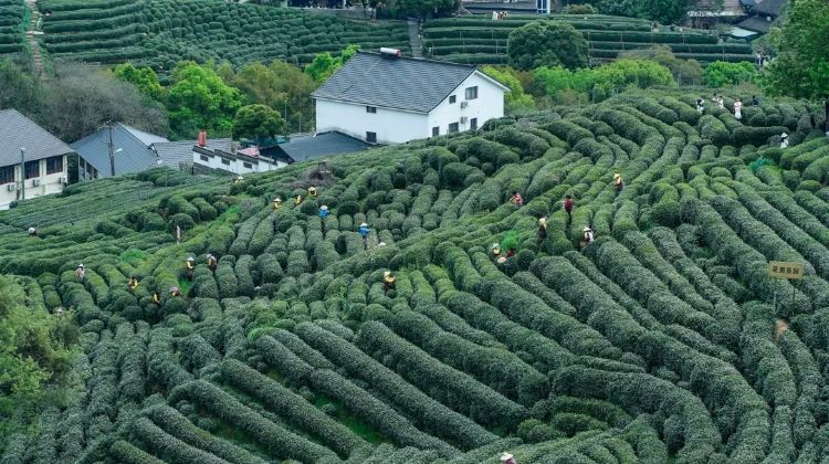 4D3N · Private Tours · Premium Jiangnan Itinerary: Shanghai + Suzhou + Hangzhou + Wuzhen·  