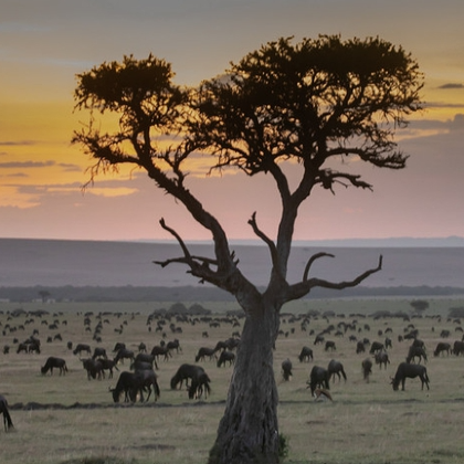 肯尼亚察沃国家公园+安波塞利国家公园+纳库鲁湖国家公园+博戈里亚湖+马赛马拉国家保护区10日7晚私家团