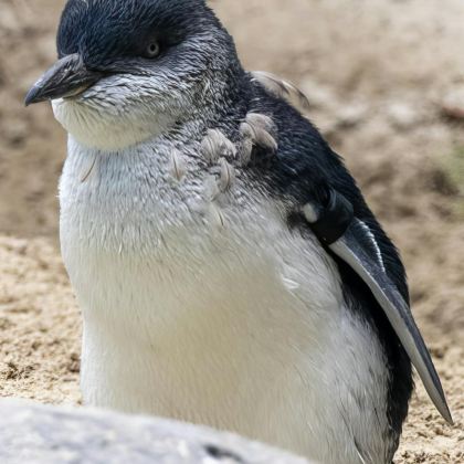 新西兰南岛+基督城+奥玛鲁+达尼丁+皇后镇6日5晚拼小团