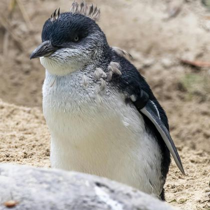 新西兰南岛+基督城+奥玛鲁+达尼丁+皇后镇7日6晚私家团