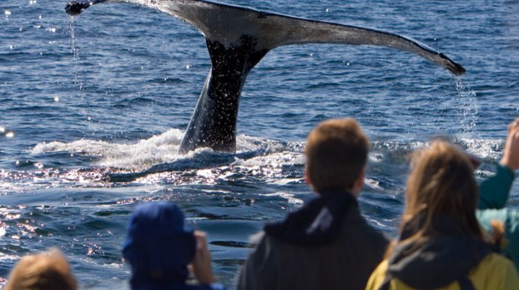 4-Day Canada Montreal & Quebec Tour·Whale Watching, Fort Henry & Indigenous Cultural Experience | Fairmont 5-Star Stay