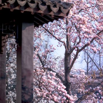 苏州+拙政园+苏州博物馆+网师园3日2晚私家团