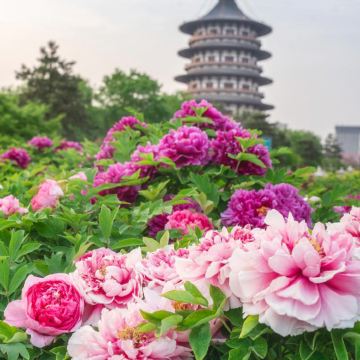 洛阳龙门石窟+白马寺+老君山景区+洛阳博物馆4日3晚跟团游