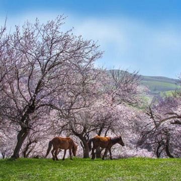 新疆乌鲁木齐+北疆8日7晚私家团