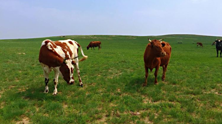 6-Day Hohhot + Xilamuren Prairie + Whistling Dune Bay+Visit grasslands,