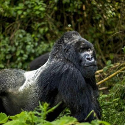 乌干达14日跟团游