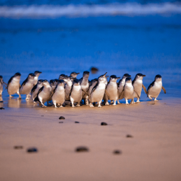 澳大利亚+悉尼+塔斯马尼亚-摇篮山13日私家团