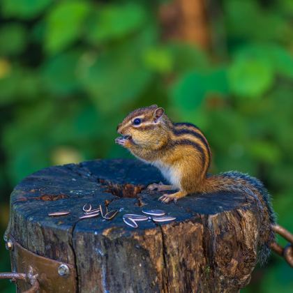 哈尔滨+齐齐哈尔+五大连池市+伊春+汤旺河7日6晚自由行