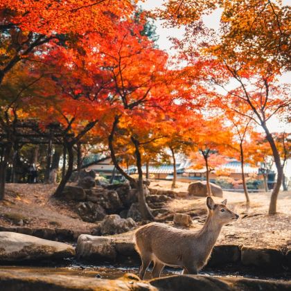 名校参访·日本【东京+名古屋+京都+大阪】8日冬令营丨畅游两大主题乐园【东京迪士尼+大阪环球影城】丨名校参访【东京大学】丨日式特色体验【动漫课堂+日式寿司体验+感受日式温泉文化】