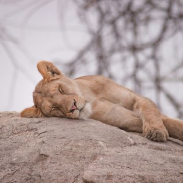 坦桑尼亚10日9晚私家团