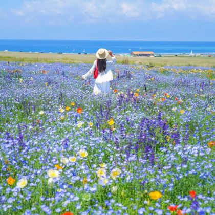 新疆北疆+喀纳斯景区+禾木风景区+赛里木湖8日7晚私家团