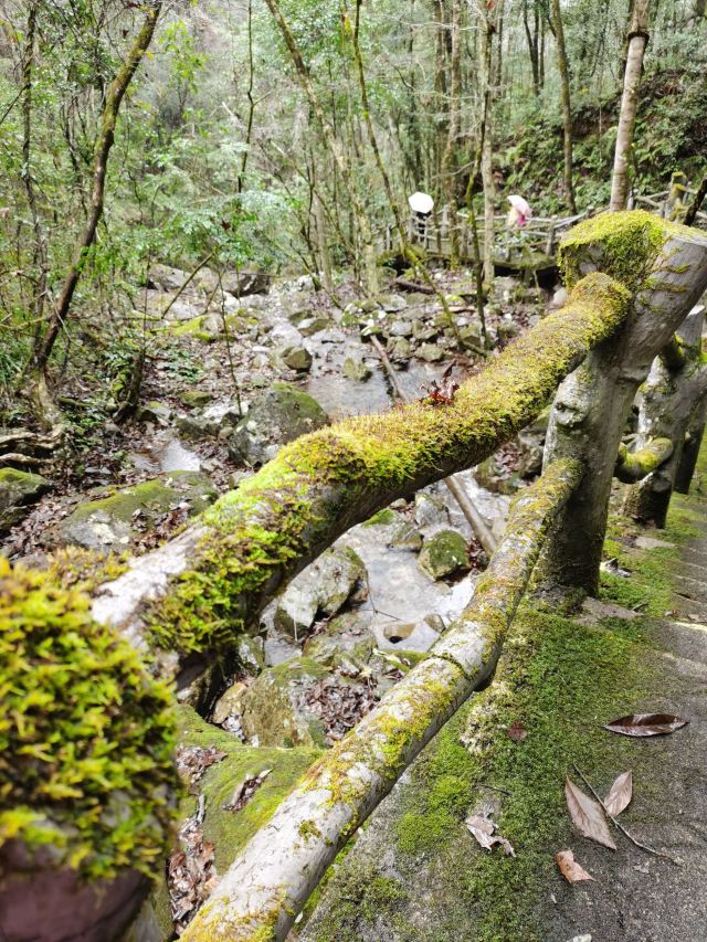 浙江乌岩岭国家级自然保护区旅行图片 3