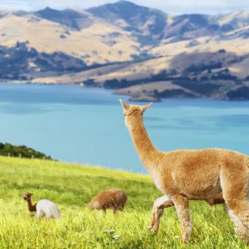 新西兰北岛+南岛10日9晚自由行