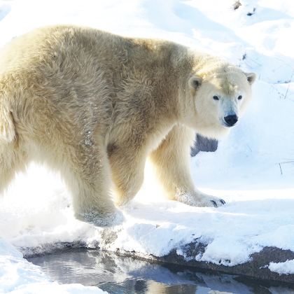 日本北海道6日5晚跟团游