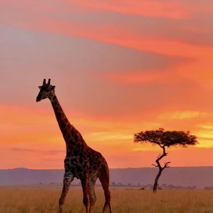 肯尼亚+坦桑尼亚12日11晚跟团游