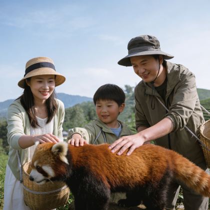 普洱+景迈山5日4晚拼小团