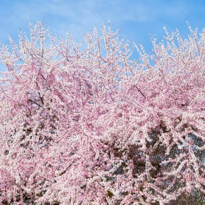 江西南昌+庐山市+景德镇+婺源4日3晚自由行