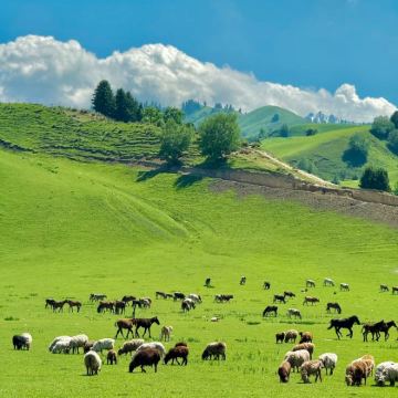 哈尔滨+齐齐哈尔扎龙生态旅游区+呼伦贝尔+漠河+五大连池市+伊春+黑河+抚远+佳木斯12日11晚跟团游