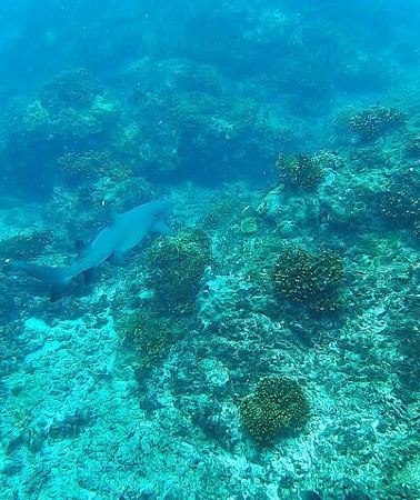 2D1N • Drake Bay: Corcovado Park and Cano Island 2-Day Small-Group Tour