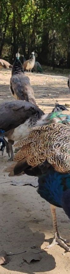 秦皇岛野生动物园-秦皇岛