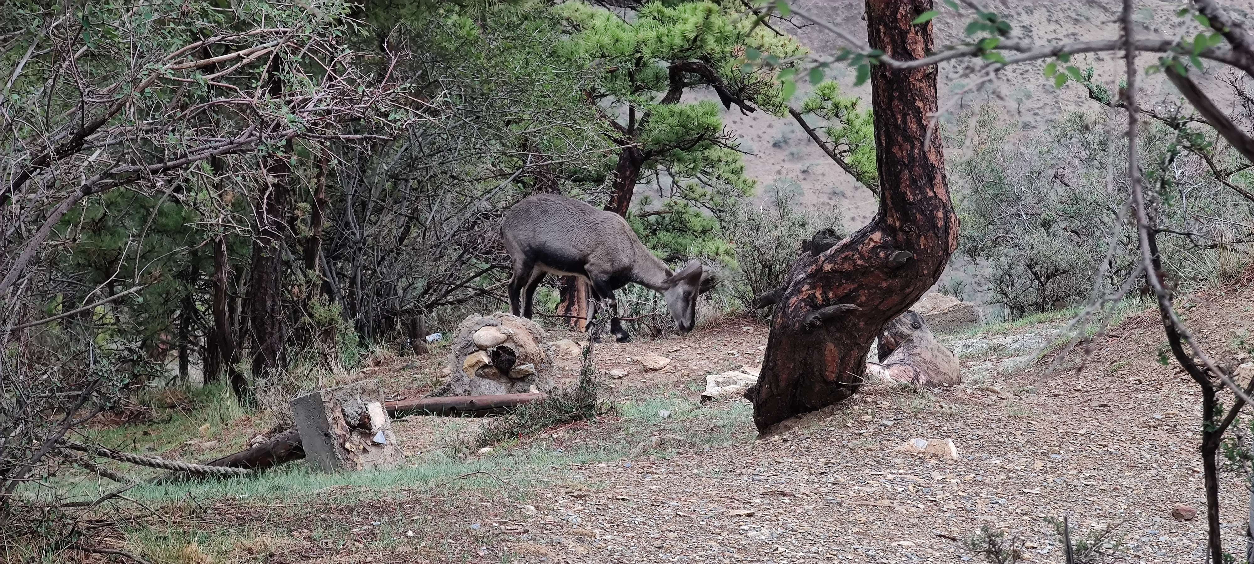 Ningxia Helan Mountain National Forest Park