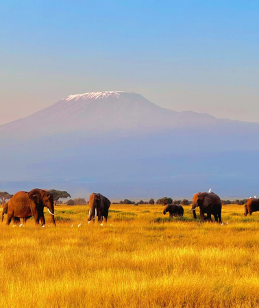 4D3N • Maasai Mara National Reserve in Kenya + Lake Nakuru