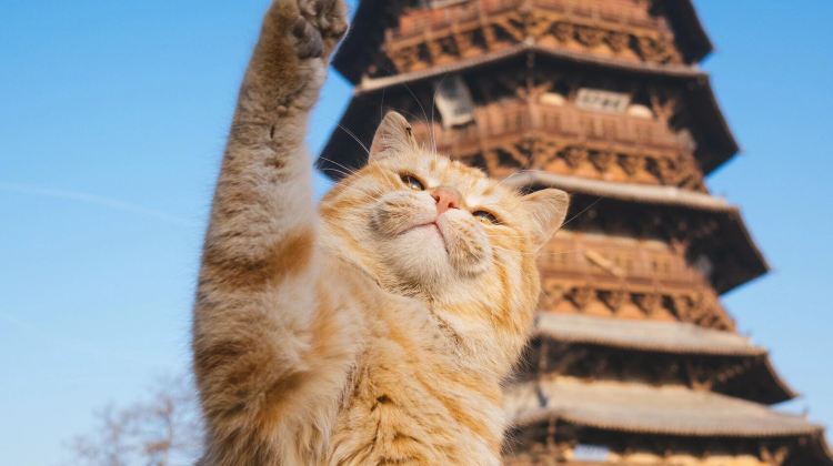 山西太原+五臺山+大同+平遙縣5日4晚跟團遊·五一熱賣+晉遊山西+20人純玩+宿JW萬豪+平遙中國50精品民宿+滿12人升級2+1+贈伴手禮