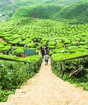 2D1N • Private: Cameron Highlands 2 days 1 night Trip