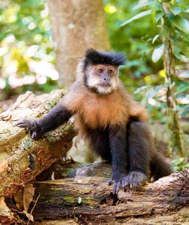 2D1N • Iguazu Falls in 2 Days: Argentina & Brazil with Transfers
