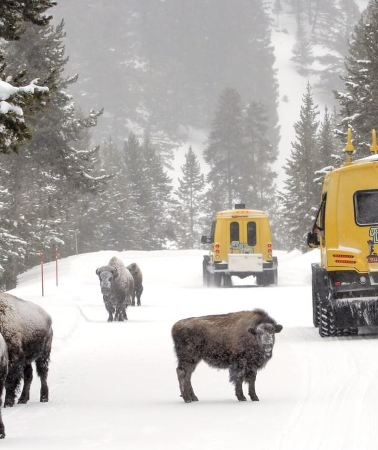 3D2N • Salt Lake City: 3-Day Yellowstone Winter Wildlife Tour