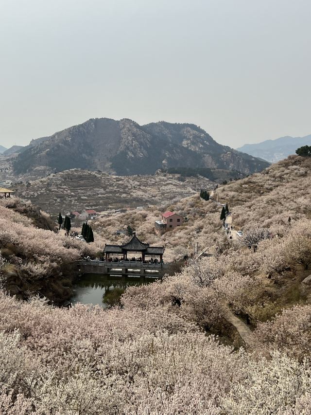 崂山大崂樱桃谷旅行图片