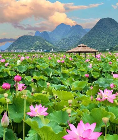 7日6晚 • 雲南昆明＋彌勒＋普者黑景區＋蒙自＋建水＋撫仙湖「五座免費升級B級車 · 獨立專車 · 五鑽溫泉酒店 Or 觀景美宿自選」