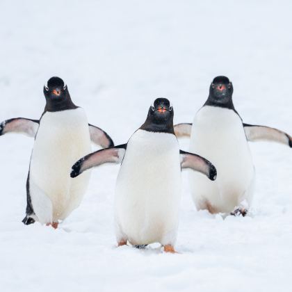 阿根廷+乌拉圭+南极洲17日跟团游
