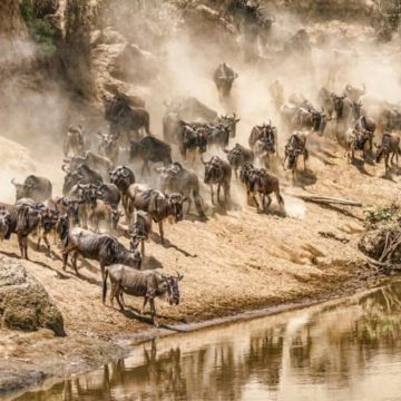 肯尼亚内罗毕+奈瓦沙+纳库鲁+马赛马拉国家公园5日4晚私家团