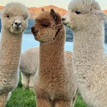 名校参访·新西兰12天10晚研学夏令营【新西兰公立学校全真插班】奥克兰高·沉浸式课堂+奥克兰出海观海豚+霍比特人村+红木森林+库伊劳公园+怀托摩萤火虫洞